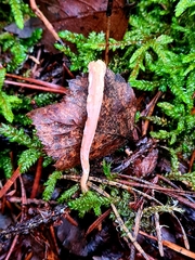 Clavariadelphus sachalinensis