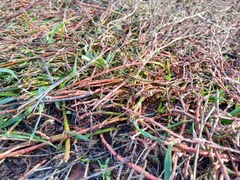 Polygonum