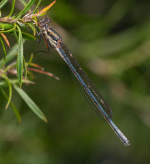 Pseudagrion draconis