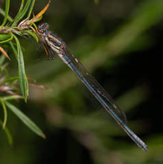 Pseudagrion draconis