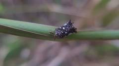 Elasmoscelis perforata