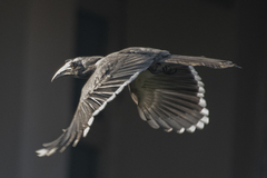 Indian Grey Hornbill photo 5