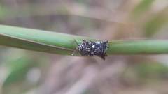 Elasmoscelis perforata