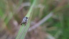 Elasmoscelis perforata