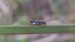 Elasmoscelis perforata