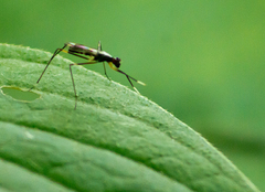 Rainieria antennaepes