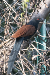 Centropus sinensis parroti