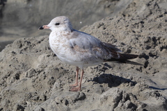 Larus delawarensis