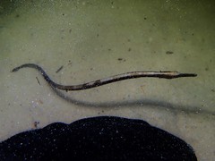 Mitotichthys meraculus