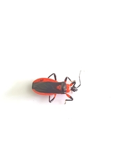 Pseudozirta henriquesi