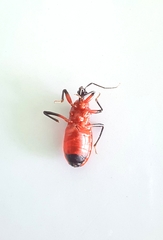 Pseudozirta henriquesi