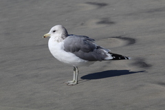 Larus californicus