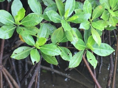 Rhizophora samoensis