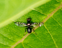 Rivellia variabilis