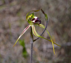 Caladenia dilatata