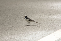 Motacilla alba alboides