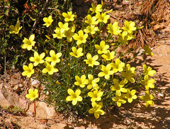 Linum campanulatum