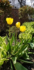 Tulipa