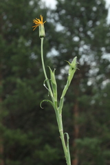 Tragopogon orientalis
