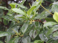 Rhizophora samoensis