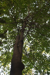 Aspidosperma