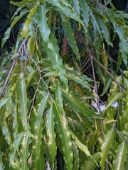 Polyalthia