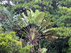 Ravenala madagascariensis