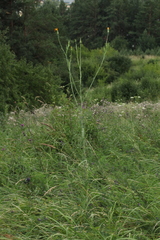 Tragopogon orientalis