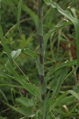 Tragopogon orientalis