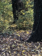 Sciurus vulgaris