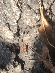 Pyrrhocoris apterus