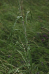 Tragopogon orientalis
