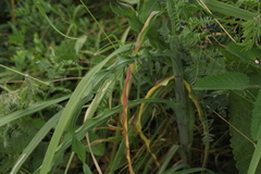 Tragopogon orientalis