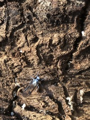 Insecta