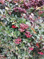 Pyracantha