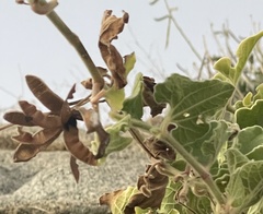 Aristolochia peninsularis