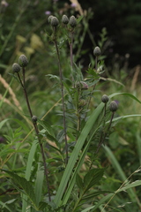 Serratula coronata