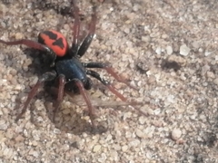 Psammorygma aculeatum