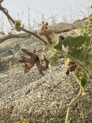 Aristolochia peninsularis