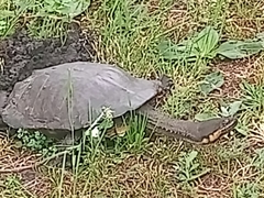 Hydromedusa tectifera