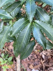 Ardisia crenata