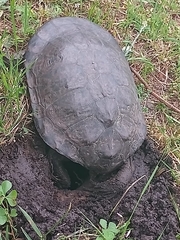 Hydromedusa tectifera