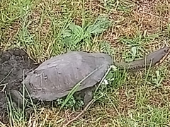 Hydromedusa tectifera