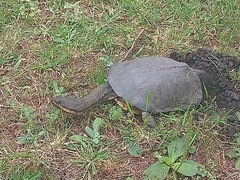 Hydromedusa tectifera