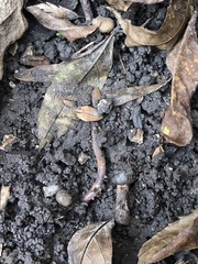 Lumbricus terrestris