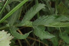 Serratula coronata