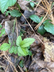 Rubus trivialis