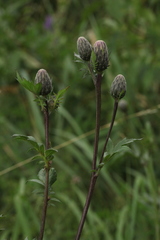Serratula coronata