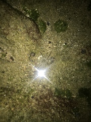 Isoaulactinia stelloides