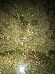 Isoaulactinia stelloides